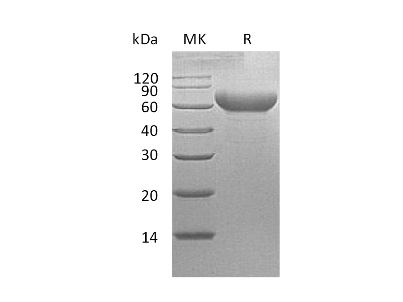 Recombinant Cynomolgus TIM-3 (C-Fc)