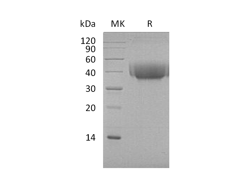 Recombinant Cynomolgus B7-1 (C-6His)