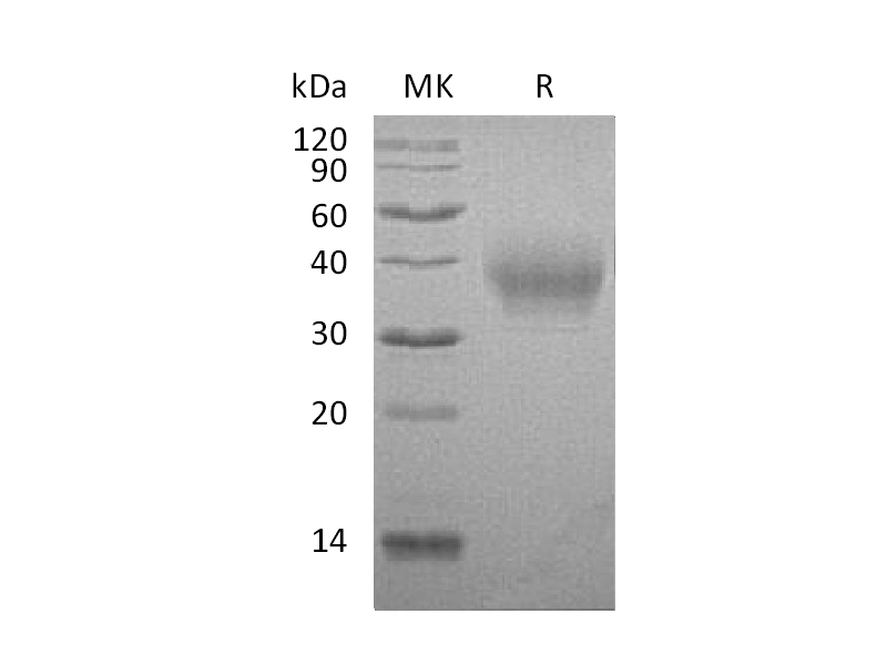 Recombinant Rabbit B7-1 (C-6His)