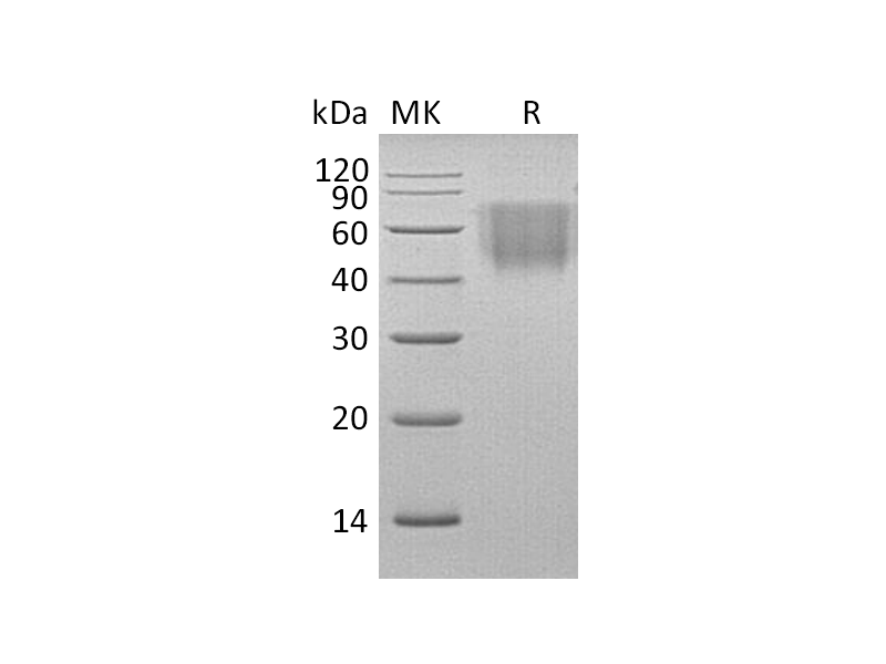 Recombinant Rhesus Macaque B7-2 (C-6His)