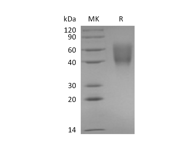 Recombinant Rabbit B7-2 (C-6His)