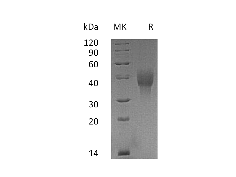 Recombinant Cynomolgus OX40 (C-6His)
