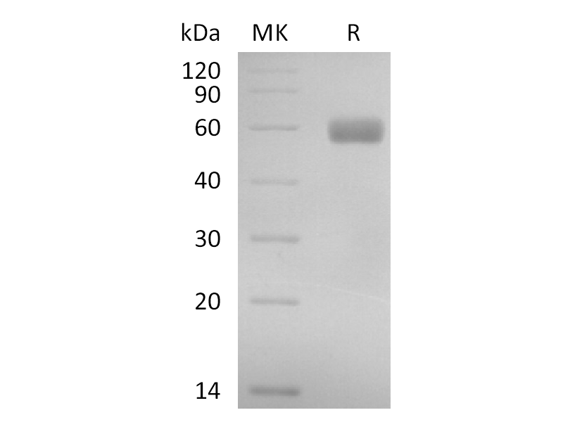 Recombinant Cynomolgus EDIL3 (C-6His)
