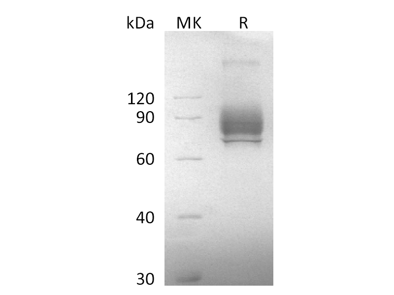 Recombinant Cynomolgus NaPi2b (C-Flag)