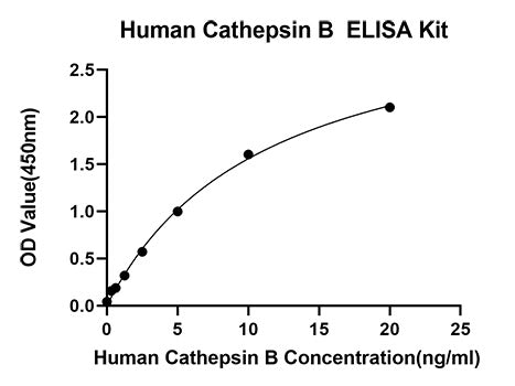 Rabbit anti-Human Cathepsin B mAb (DET)