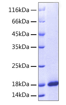 Recombinant Human MANF Protein