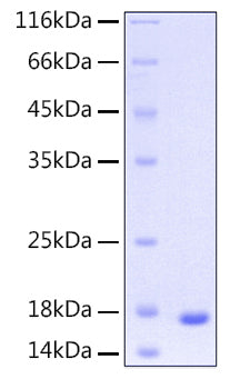 Recombinant Human UBE2D3 Protein