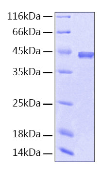 Recombinant Human Serpin F1 Protein