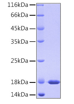 Recombinant Human PPIase A/PPIA Protein