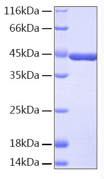 Recombinant Human IDO-1 Protein