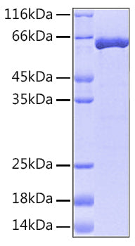 Recombinant Human ERK2/MAPK1 Protein