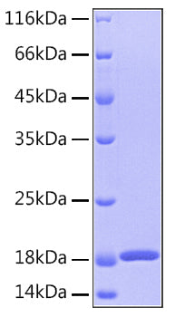 Recombinant Human GMF-beta Protein