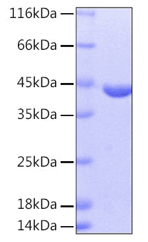 Recombinant Human cAspAT/AATC/GOT1 Protein