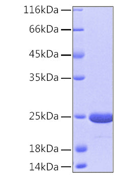 Recombinant Human DJ-1/PARK7 Protein