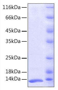 Recombinant Human FKBP1A/FKBP12 Protein