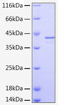 Recombinant Human Alpha-2-MRAP/LRPAP1 Protein