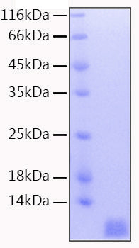 Recombinant Human NEDD8 Protein