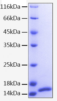 Recombinant Human ISG15 Protein