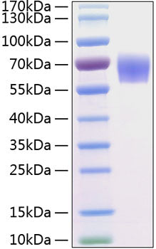 Recombinant Human BACE-1/ASP2 Protein