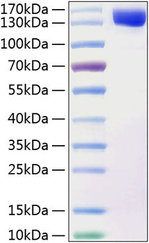 Recombinant Human Contactin 2/CNTN2 Protein