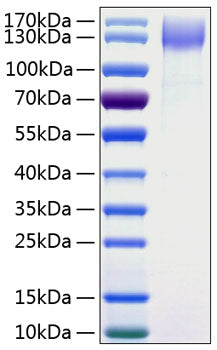 Recombinant Human DNER Protein