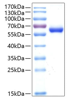 Recombinant Human HCVADR/CXADR Protein