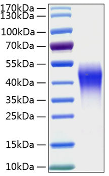 Recombinant Human LMIR2/CD300c Protein