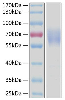 Recombinant Human LMIR1/CD300a Protein