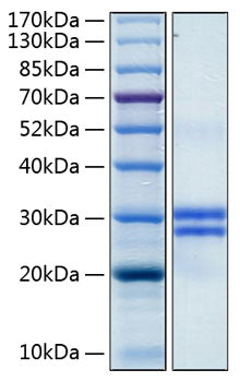 Recombinant Human JAM-A/F11R/CD321 Protein