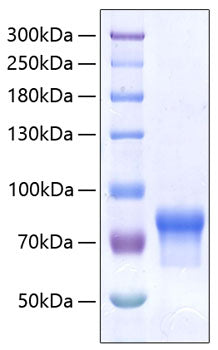 Recombinant Human VSIG4 Protein