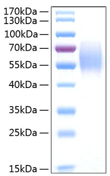 Recombinant Human PVR/CD155 Protein