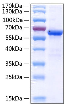 Recombinant Human JAM-A/F11R/CD321 Protein