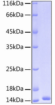 Recombinant Human CCL16/HCC-4 Protein