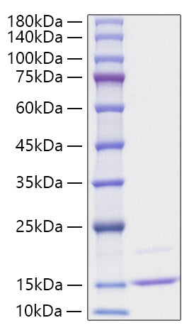 Recombinant Human CCL23/Ck beta 8-1 Protein