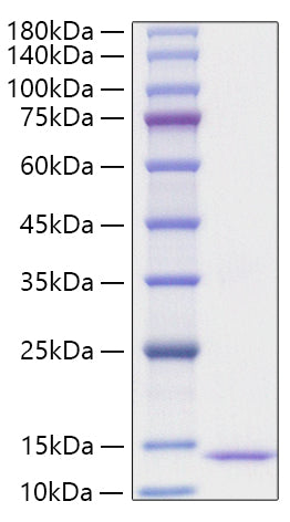 Recombinant Human CCL24/Eotaxin-2 Protein