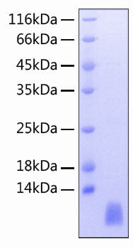 Recombinant Human CCL8/MCP-2 Protein