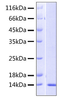 Recombinant Human CXCL14/BRAK Protein