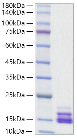 Recombinant Human CXCL9 Protein