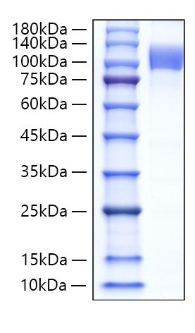 Recombinant Human Follistatin/Follistatin 288/FST Protein