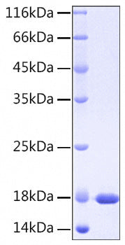 Recombinant Human Interleukin-37/IL-37 Protein