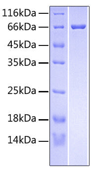 Recombinant Human R-spondin-3 Protein