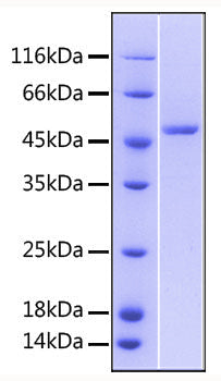 Recombinant Human TNFRSF25/DR3 Protein