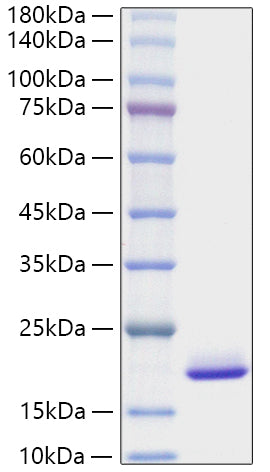 Recombinant Mouse FGF-1/aFGF Protein