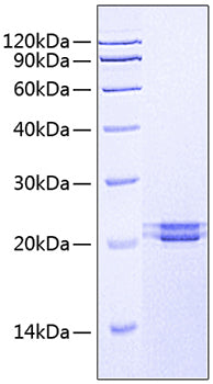 Recombinant Human FAM3C Protein