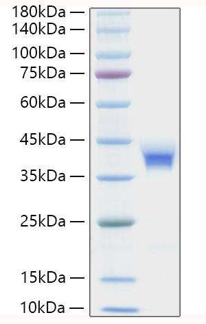 Recombinant Human BST-1/CD157 Protein