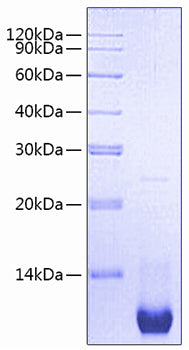 Recombinant Mouse CXCL2/MIP-2 Protein