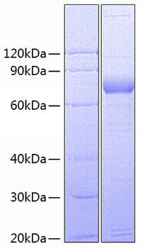 Recombinant Human SIRP-gamma/SIRPB2/CD172g Protein