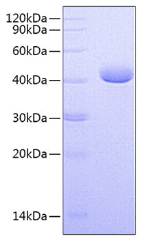 Recombinant Human Nectin-4 Protein