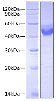 Recombinant Mouse Thymic stromal lymphopoietin/TSLP Protein