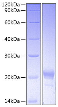 Recombinant Mouse CXCL15/Lungkine Protein